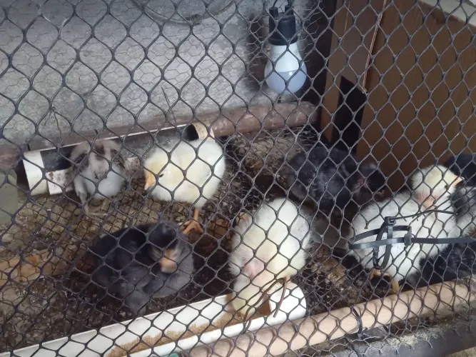 Vendo 8 pintinhos ( De boa linhagem  )