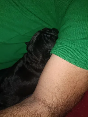 Filhote de pug fêmea 2.000 mil