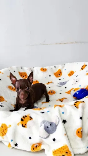 Último Machinho de Pinscher Miniatura