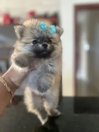 Lulu da Pomerânia fofo