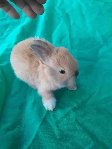 Coelhos mini lion