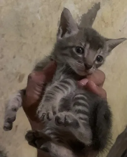 Gatos filhotes para adoção