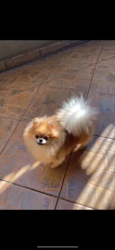 Lulu da Pomeranea Laranja
