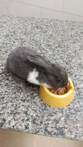 Coelho macho