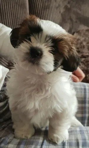 Lhasa Apso Mini perfeito 