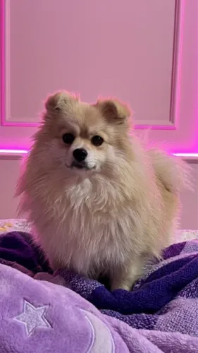 Lulu da pulmerania