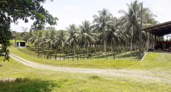 Fazenda na PISTA da BR174, KM 57 com 10.360.000m2. Benfeitorias. 25 hectares de Areal. Doc