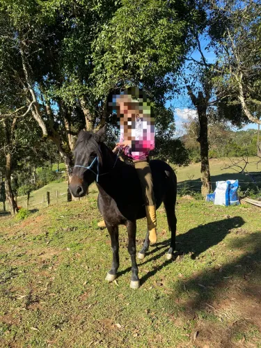 Crioulo iniciado no laço