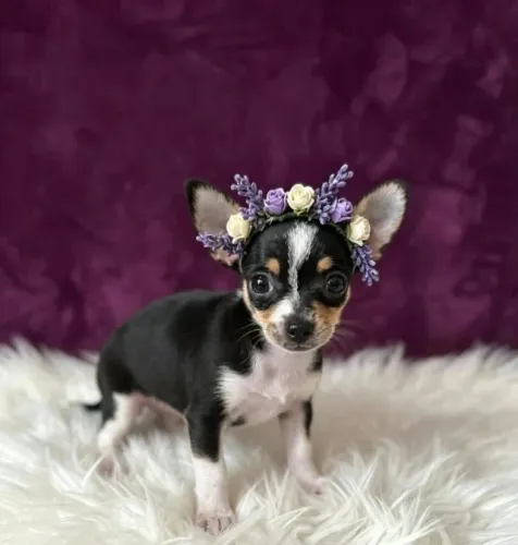 Pinscher Fêmea Pequena Fofura