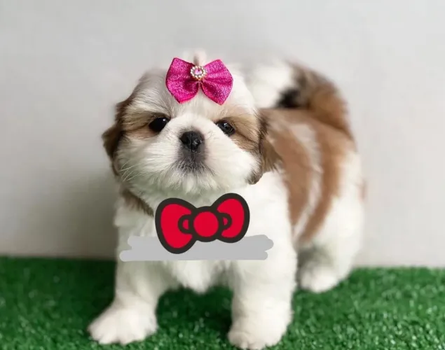 Filhote de shih tzu disponível