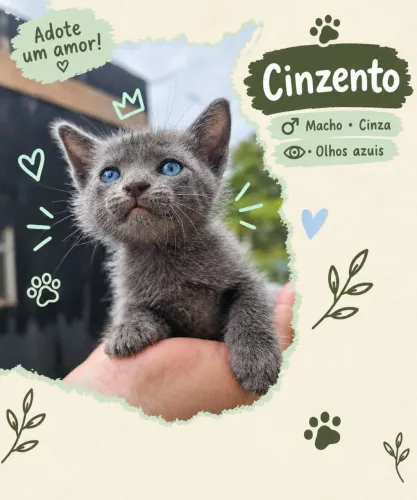 Gatinho cinza para doação