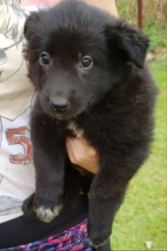 Filhote de pastor belga (2 meses)