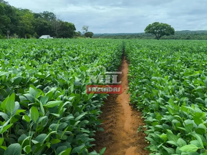 Fazenda 380,5 alqueires (1.842 hectares) Dianopolis - TO