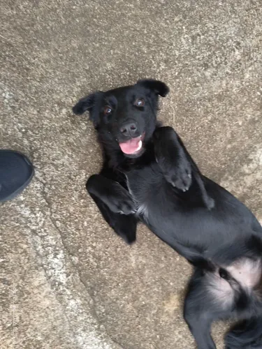 Doa-se cachorro filhote 