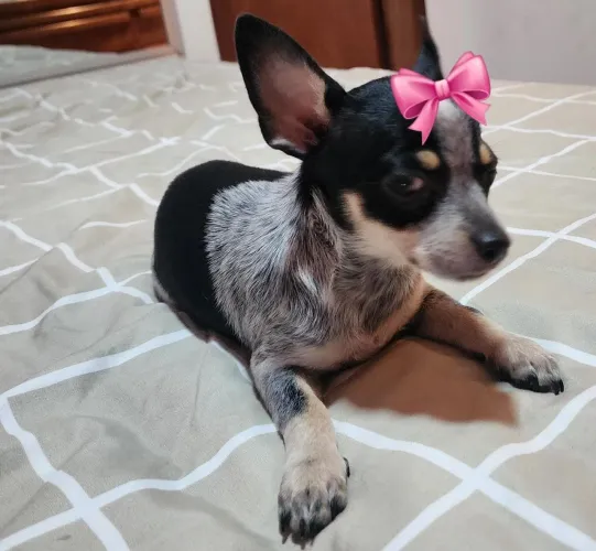 Chichuahua femea MERLE