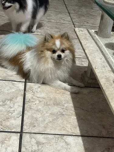 Spitz alemão anão para cruza