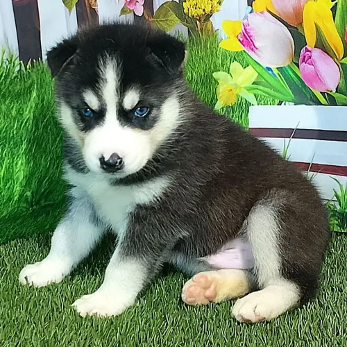Husky Siberiano: Não resista a essa beleza de olhos marcantes