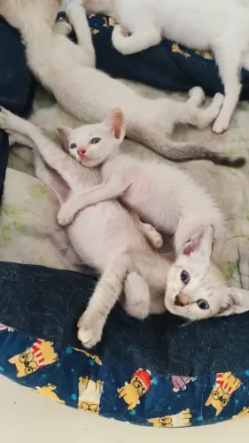 DOAÇÃO GATINHOS