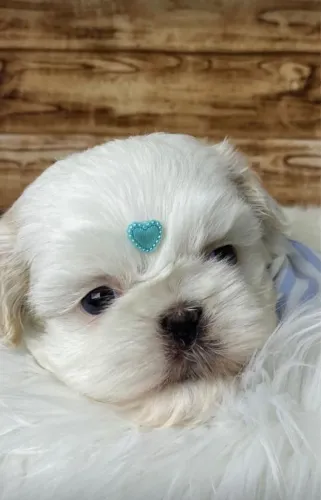 Shih tzu micro macho e fêmea vacinados