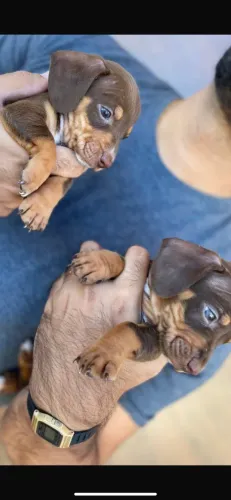 Sua chance de ter um Dachshund!