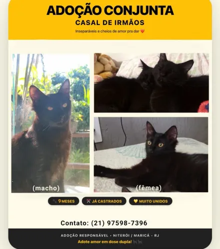 Doação de gatos