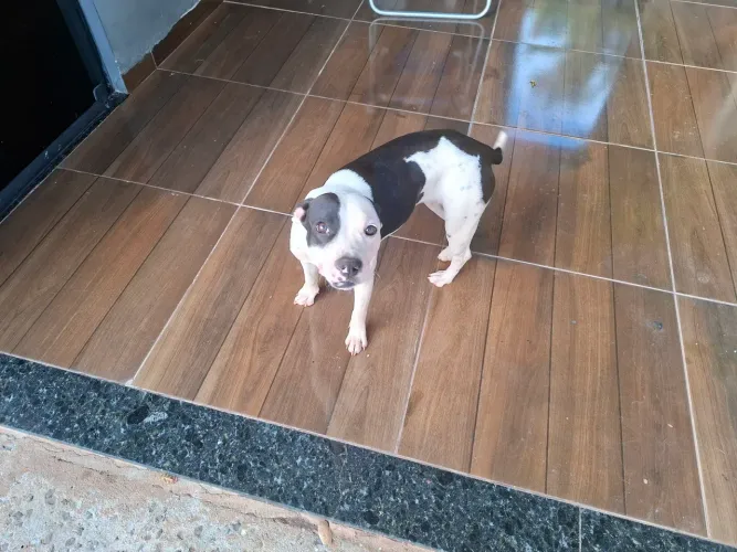 Doação Cachorra Fêmea Porte Pequeno 8 Meses