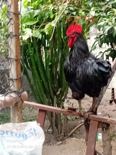 Vendo galos Gigante Negro de Jersey e um Rhode , ovos ferteis  de raças variadas.