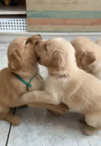 ADOÇÃO RESPONSAVEL! Filhote de Golden