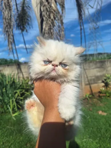 Filhote de Gato Persa Macho Branco Olho Azul