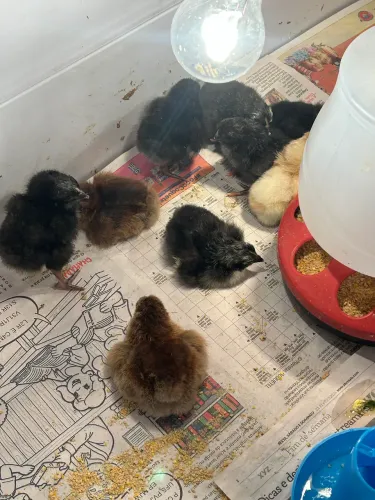 VENDO PINTINHOS CAIPIRAS 7 DIAS DE VIDA