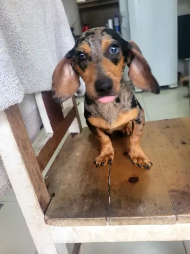 Dachshund macho Arlequim prata 