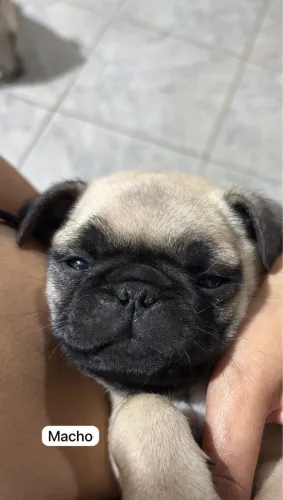 Filhote pug 