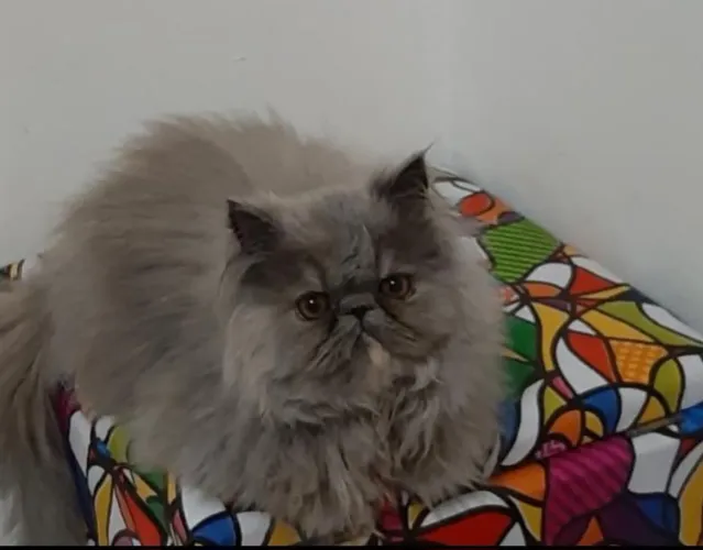 Gata persa