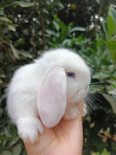 Mini coelhos