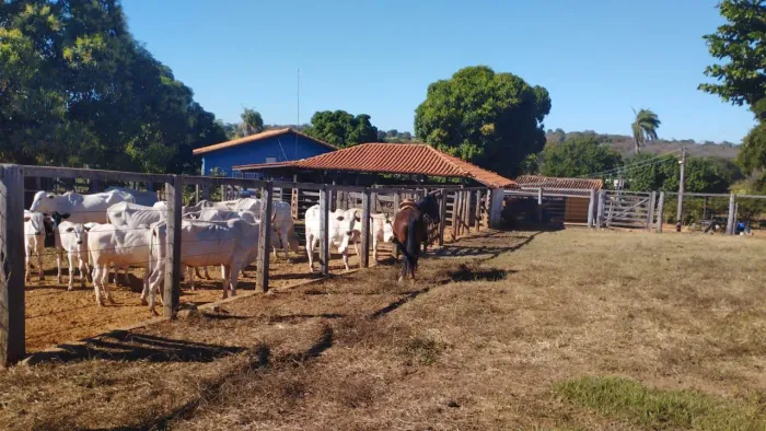 Fazenda 339 Hectares/2 Rios,Toda cercada...