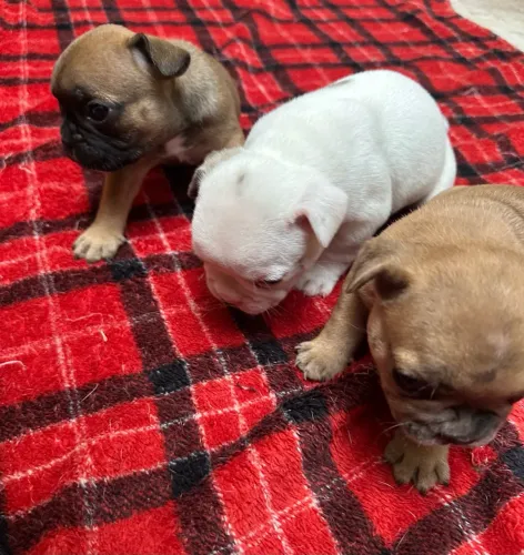 Buldogue francês 