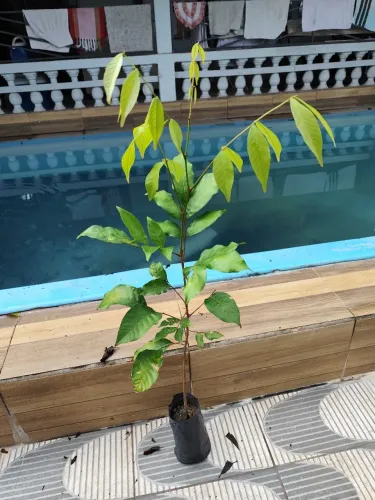 Mudas de frutíferas 