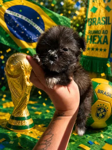 Shih tzu filhotes disponíveis ! Entregamos com facilidade e segurança