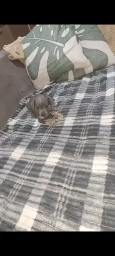 Pinscher fêmea