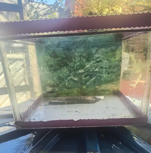 Aquário ideal para plantar e peixe