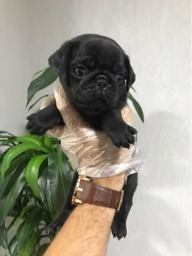 Filhotes de Pug | Patinhas que conquistam de primeira!
