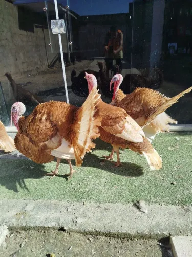 Perus Marrons com 9 meses disponíveis.