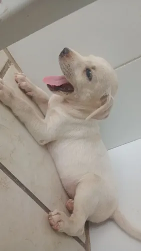 Cachorro porte grande