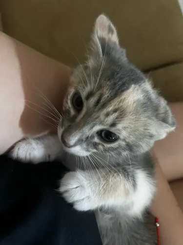 Gata tricolor pra adoção