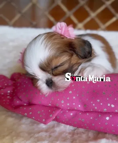 femeas shih tzu miniatura com pedigree linhagem importada micro adestrados