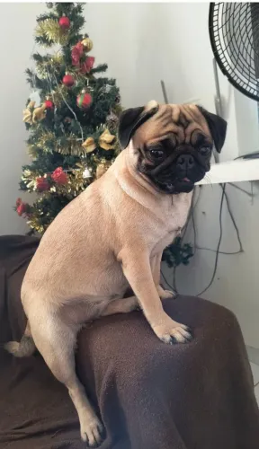 Pug Procura Namorado