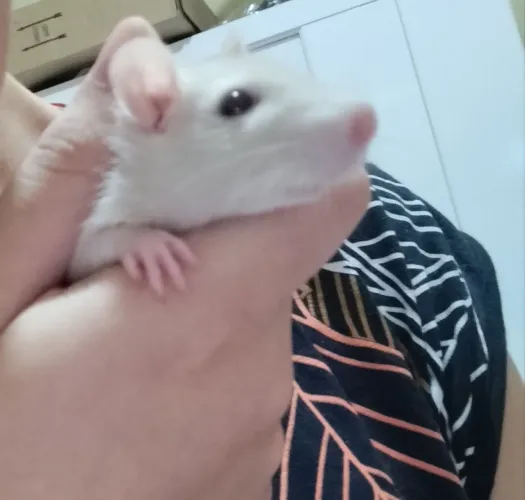 Rato Twister macho de olho vermelho escuro 