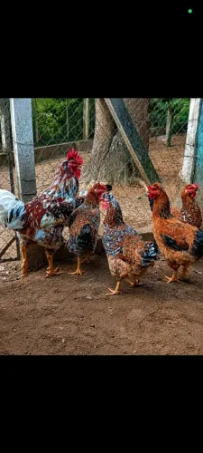 Ovos de galinha sertanejo balão GSb