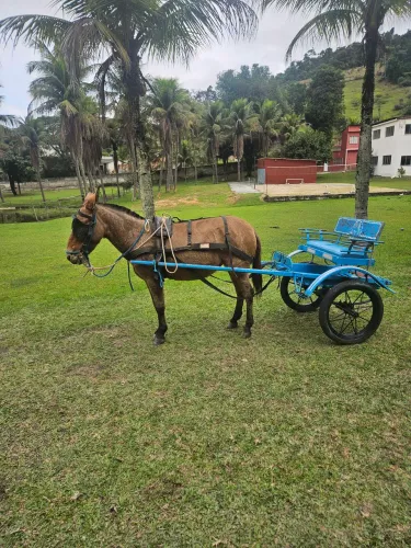 Mini mula com charrete