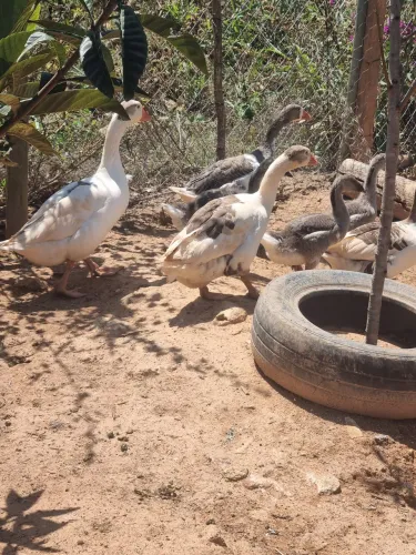 2 CASAIS DE GANSOS BRASILEIROS